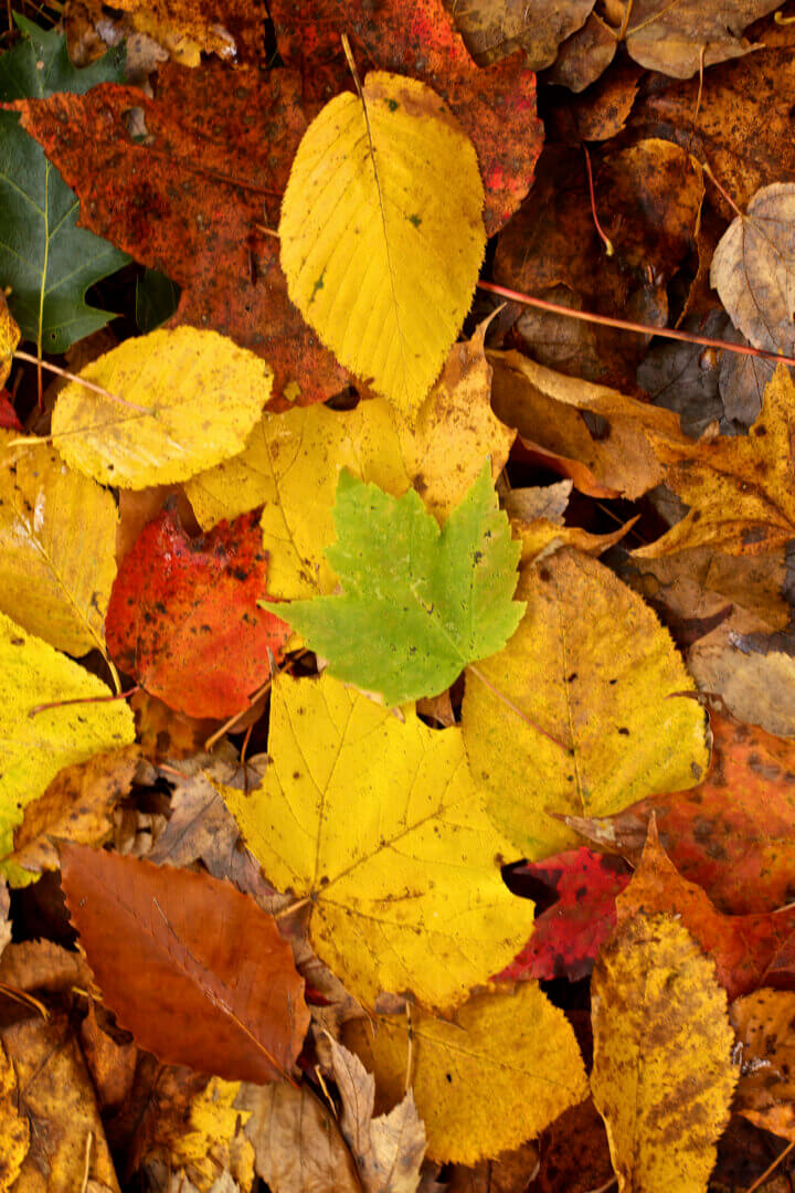 The Problem With 401(k) CatchUp Contributions for 2024 Copper Leaf